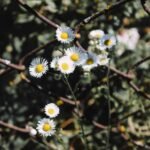 seo growth through link building