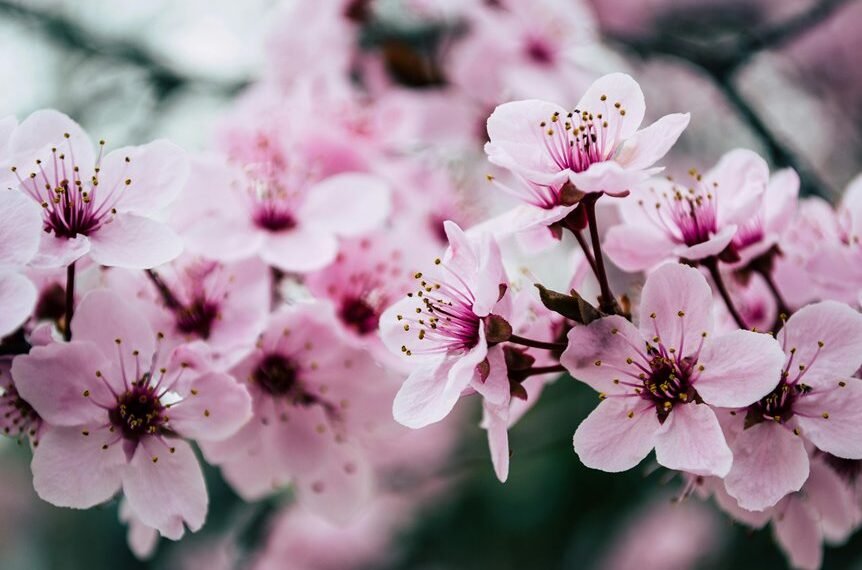 seo strategies for growth